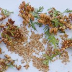 Thuja seeds