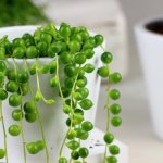 Senecio Rowleyanus - Rowley&#39;s ragwort or string of pearls