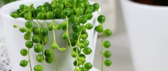 Senecio Rowleyanus - Rowley&#39;s ragwort or string of pearls