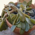 Rotten Crassula