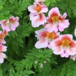 Schizanthus is suitable for growing in the garden and at home