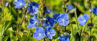 Синие цветы: названия, фото и описания (каталог)