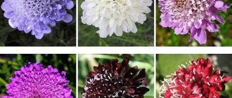 scabiosa flower