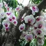 How long do orchids live?