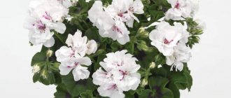 flower variety with snow-white flowers