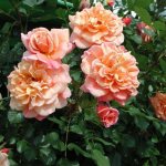 The variety of climbing rose “Aloha” (2003) is distinguished by large flowers that change color at different stages of blooming.