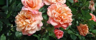 The variety of climbing rose “Aloha” (2003) is distinguished by large flowers that change color at different stages of blooming.