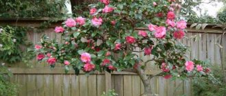 Camellia japonica varieties