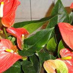 Varieties of an unusual plant - Anthurium: Champion pink, Andre Mix red and others