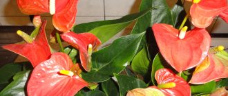 Сорта необычного растения — Антуриума: Чемпион розового цвета, Андре Микс красного и другие