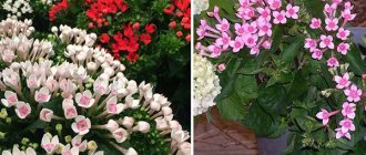 Plant varieties