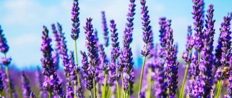 Varietal diversity of lavender - description of the most popular varieties