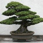 pine bonsai