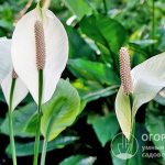 Spathiphyllum Wallace produces arrows 20-25 cm long with white-cream-colored cobs and white bracts that turn green at the end of flowering