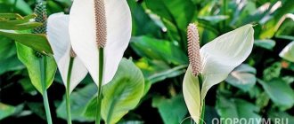 Spathiphyllum Wallace produces arrows 20-25 cm long with white-cream-colored cobs and white bracts that turn green at the end of flowering