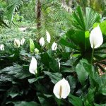 Spathiphyllum in its natural habitat