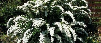 spirea