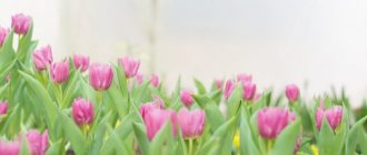Сроки и правила пересадки тюльпанов