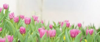 Terms and rules for transplanting tulips