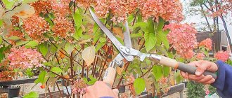 Timing for autumn pruning of hydrangea in Kazakhstan