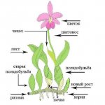 The structure of an orchid