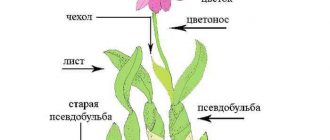 The structure of an orchid