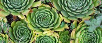 Succulents at the dacha Molodilo