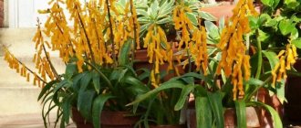 Свое солнышко на подоконнике: 7 красивых растений с яркими желтыми цветками