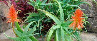 Such rosettes with inflorescences are characteristic of all types of aloe.