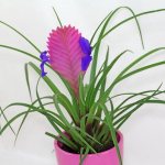 Tillandsia anita: home care, planting, reproduction, diseases, signs, photos