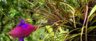 Тилландсия синяя (Tillandsia Cyanea)