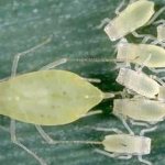 Aphid