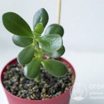 Crassula is one of the most unpretentious indoor plants that can be found in almost every home.