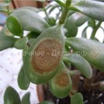 Crassula sheds leaves: how to determine the cause and what to do