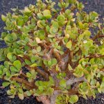 Crassula ovoid