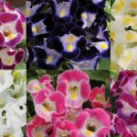 torenia varieties