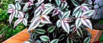 Tradescantia