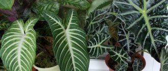 &#39;Tropical exotica on your windowsill - an alocasia flower. How the &quot;weather plant&quot; blooms&#39; width=&quot;600 