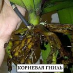 The orchid&#39;s roots have rotted, how to save it