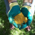 fertilizer in hands