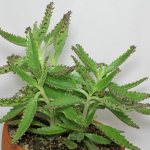 Care and reproduction of Kalanchoe