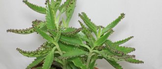 Care and reproduction of Kalanchoe