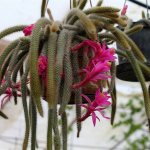 Caring for aporocactus at home