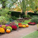 Caring for chrysanthemums in the garden - choosing a place to plant on the site