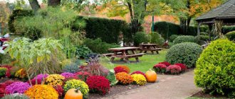 Caring for chrysanthemums in the garden - choosing a place to plant on the site