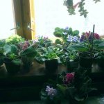 Caring for indoor plants in autumn