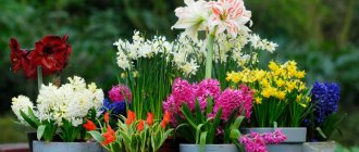 Caring for bulbous flowers