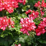 caring for pelargonium peltatum