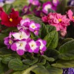 Find out how to transplant violets correctly and your plant will begin to bloom profusely! Step-by-step instructions for transplantation 