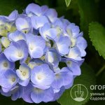 В ботанической классификации к роду Гортензия (Hydrangea L.) семейства Гортензиевые (Гидрангиевые) относят около 80 видов